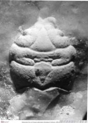 Historisches Foto von Prosopon abbreviatum (Schweitzer & Feldmann, 2009) (NHMW-AFW-GEO-BACHMAYER-FOTO-1990-0041-2487)